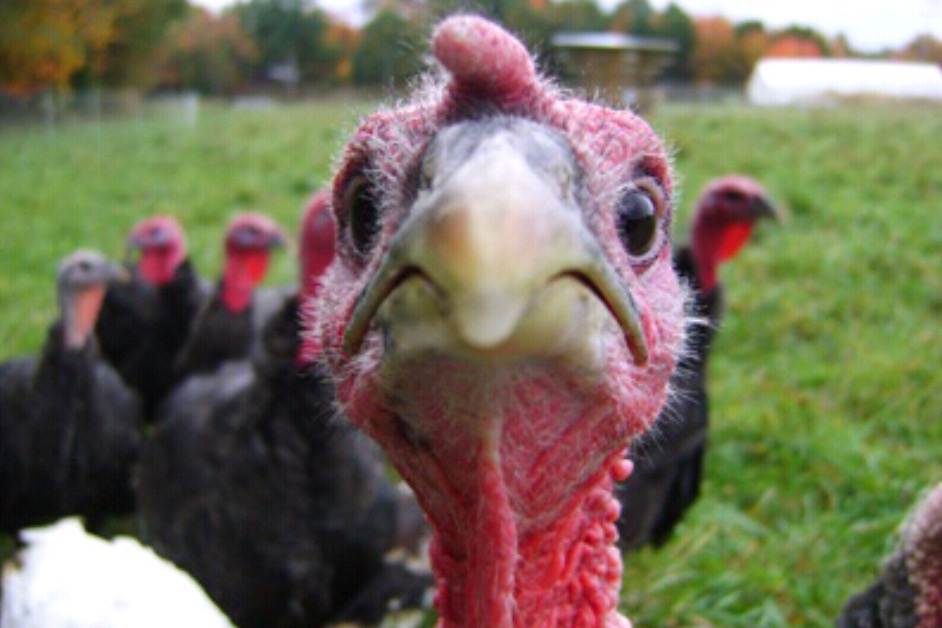 Gang of nervous turkeys seek gainful employment at General Conference